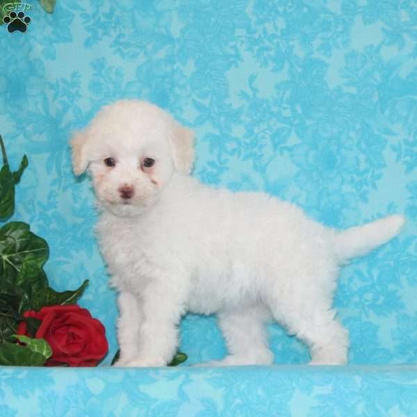 Princess, Maltipoo Puppy